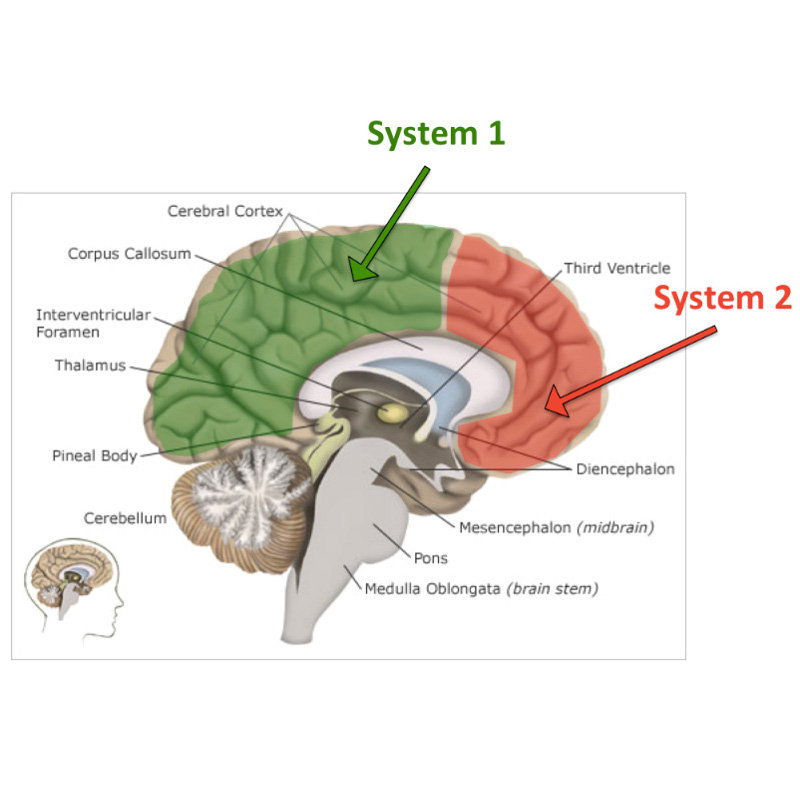 1 brain for 2. Система 1 и система 2. Канеман 2 системы. Система 1 Канеман. Две системы мышления.